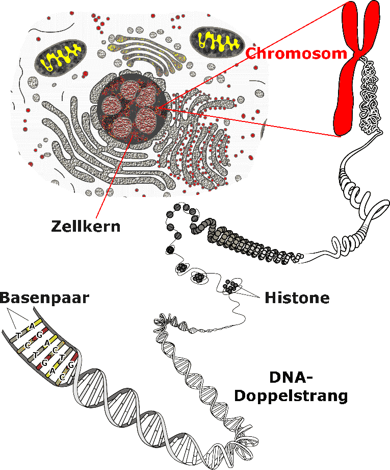 Chromosom+DNA