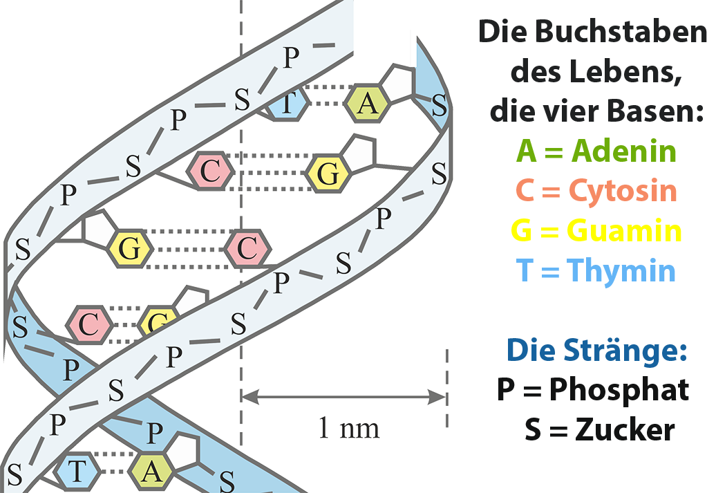 Doppelhelix