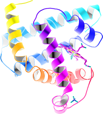 Myoglobin