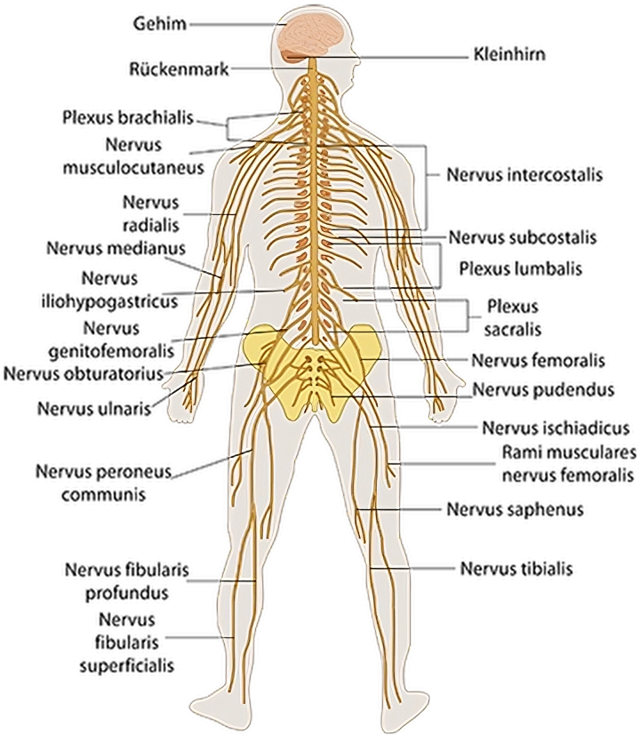 Nervous_system