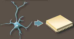 Neuromorph