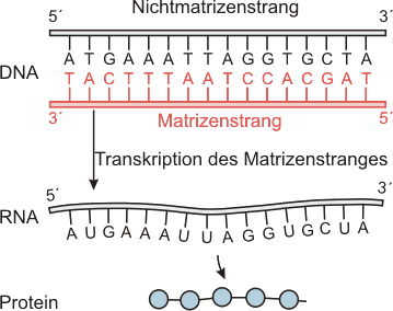 Transcription