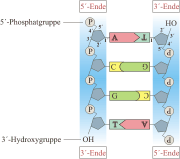 Vereinfachte Struktur der DNA-Doppelhelix. 1, 2, siehe 