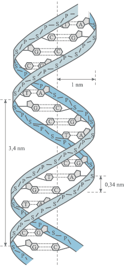 Räumliche Struktur der DNA-Doppelhelix 