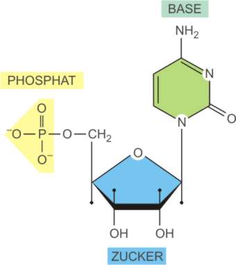 Das Nucleotid - Grundstrukturelement der DNA 