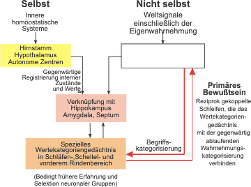 Ein Modell des primären Bewusstseins gemäß Edelman (Bild 3)