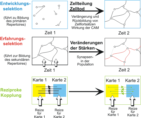 Eine Selektionstheorie der Gehirnfunktionen (Bild 2) Die Theorie der Selektion neuronaler Gruppen beruht auf den drei Grundsätzen, die im Text beschrieben werden. (CAM = Zellhaftungsmoleküle, Synapsen = Kontaktstellen zwischen den Neuronen) 
