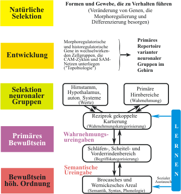 Die Evolution des Bewusstseins hängt von der Evolution einer neuen Beschaffenheit des Gehirns ab. (Bild 5)Hier wird eine Reihe von Ereignissen gezeigt, bei der natürliche Auslese und Entwicklung zu neuralen Rekognitionssystemen  und bewusster Erfahrung führen. Das erfordert keine anderen Prinzipien als die der Theorie der Selektion neuronaler Gruppen, wohl aber die Evolution neuer anatomischer Strukturen, die für diese Aufgabe selektiert wurden. Man beachte, dass eine Wahrnehmungsureingabe primäres Bewusstsein erzeugt und eine semantische Ureingabe ein Bewusstsein höherer Ordnung. Beide Ureingaben hängen von der Evolution geeigneter, reziprok gekoppelter Bahnen im Gehirn ab. (CAM = Zellhaftungsmoleküle, SAM = Substrathaftungsmoleküle)